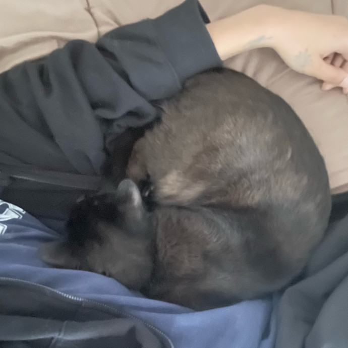 In Home Cat Sitter