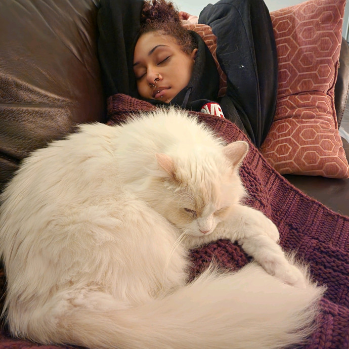 In Home Cat Sitter