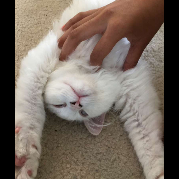 In Home Cat Sitter
