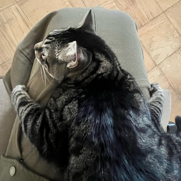 In Home Cat Sitter