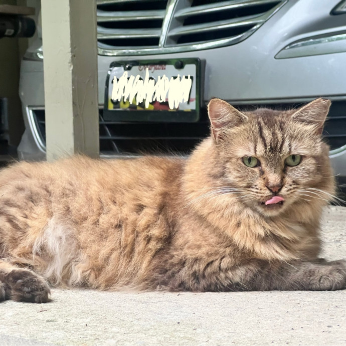 In Home Cat Sitter