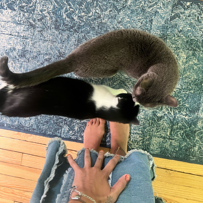 In Home Cat Sitter