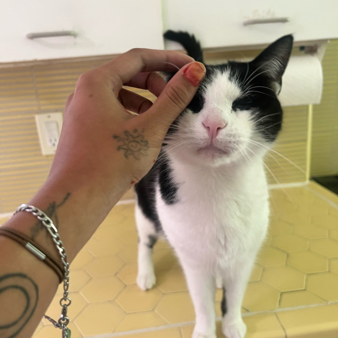 In Home Cat Sitter