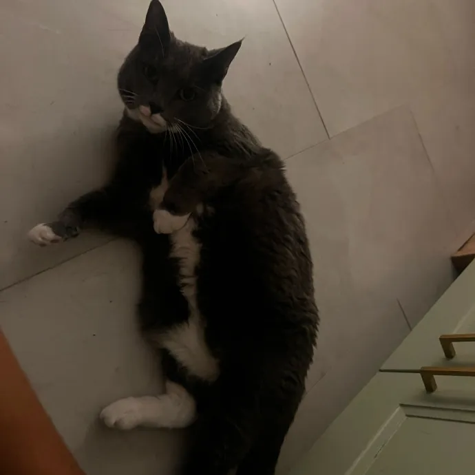 In Home Cat Sitter photo 3