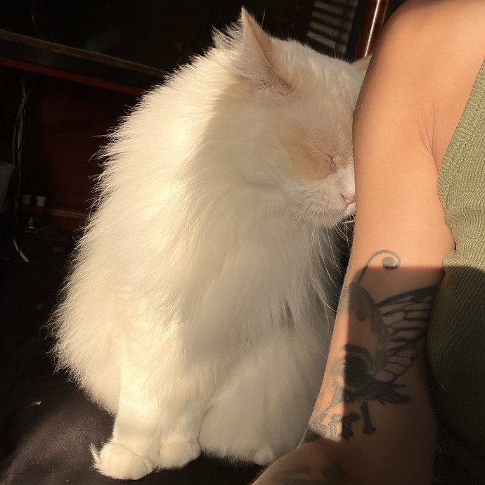 In Home Cat Sitter