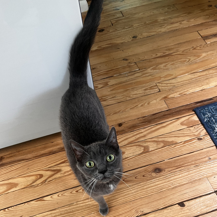 In Home Cat Sitter