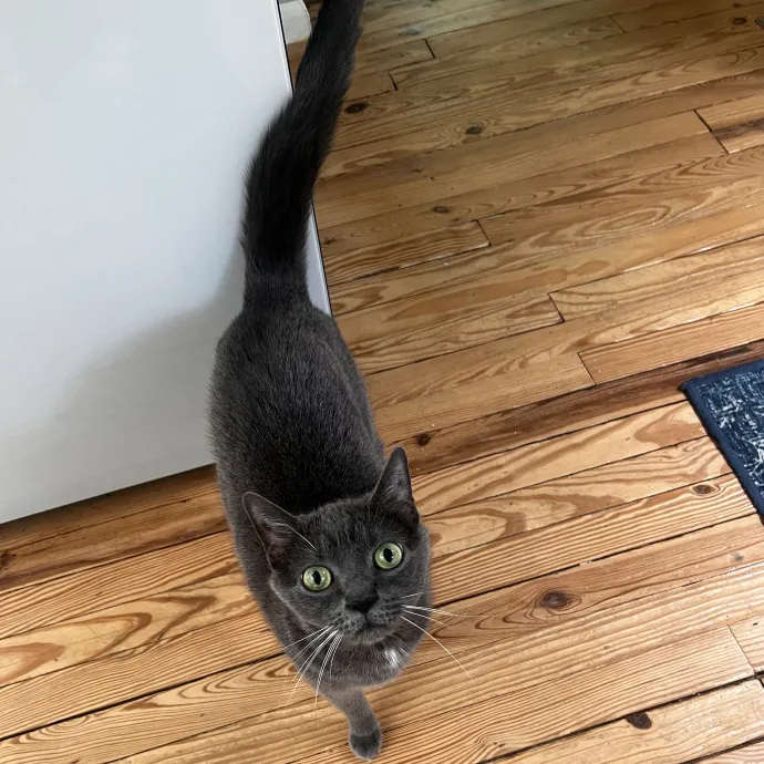 In Home Cat Sitter photo 4