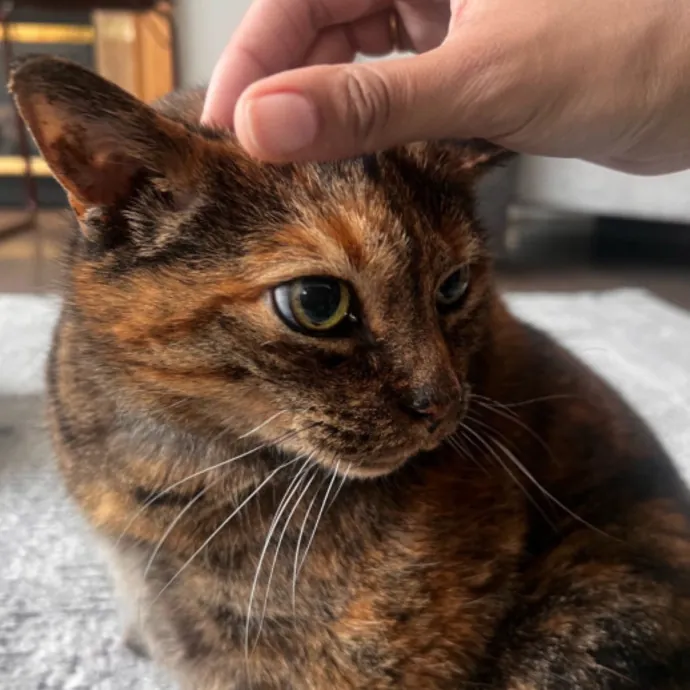 In Home Cat Sitter photo 3
