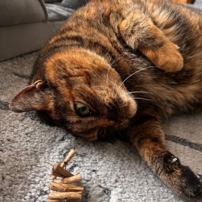 In Home Cat Sitter