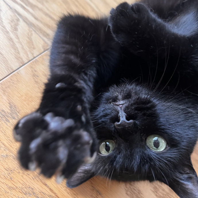 In Home Cat Sitter