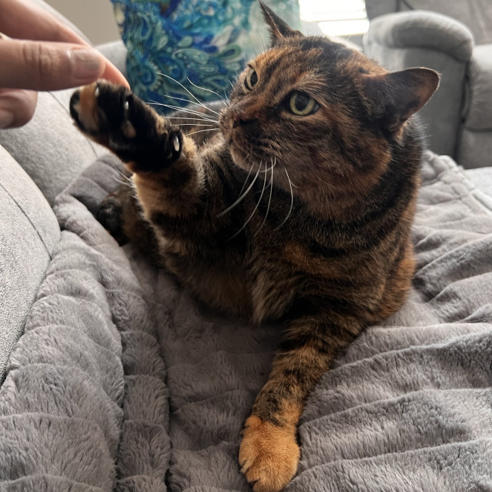 In Home Cat Sitter