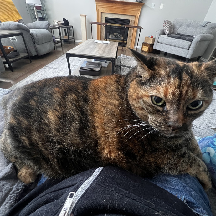 In Home Cat Sitter
