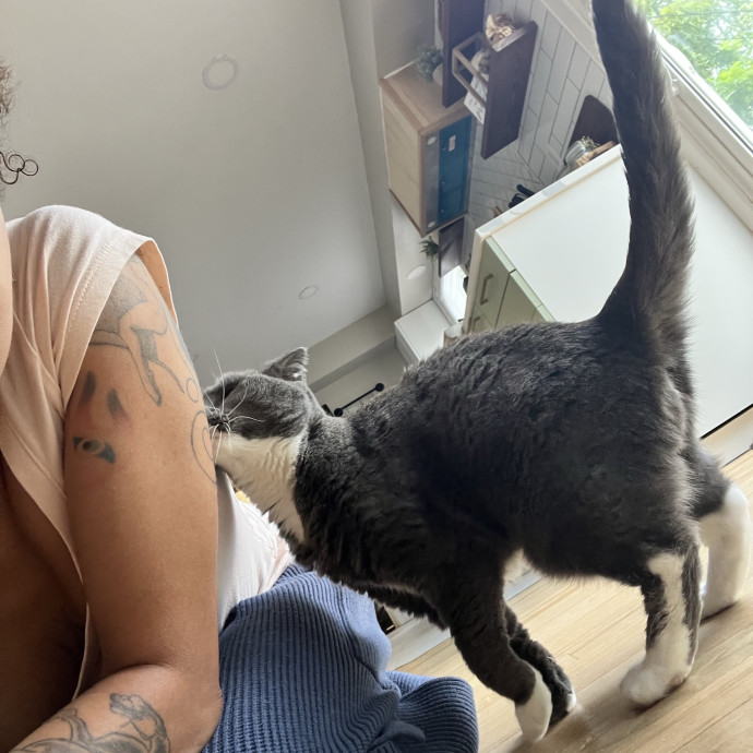 In Home Cat Sitter