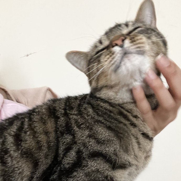 In Home Cat Sitter