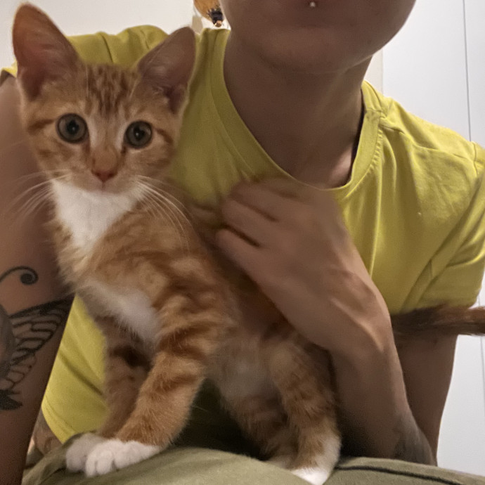 In Home Cat Sitter