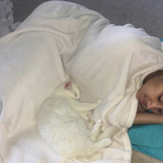 In Home Cat Sitter