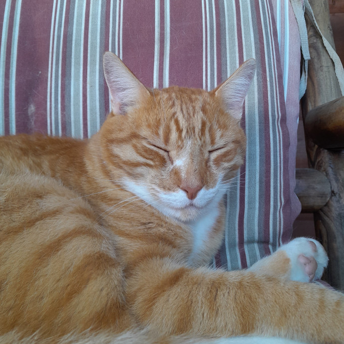 Miriam's Cat Savvy Sitting Services photo 2