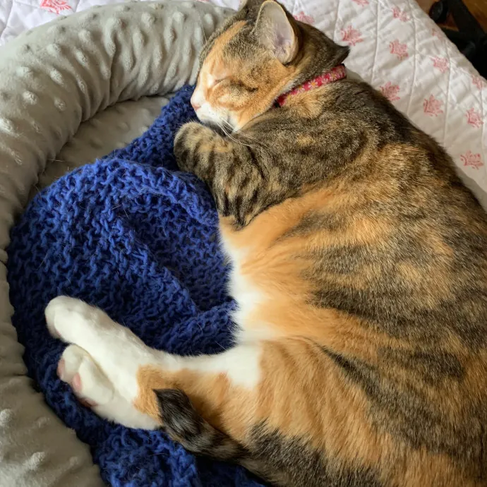 Grace's Purrfect Catsitting