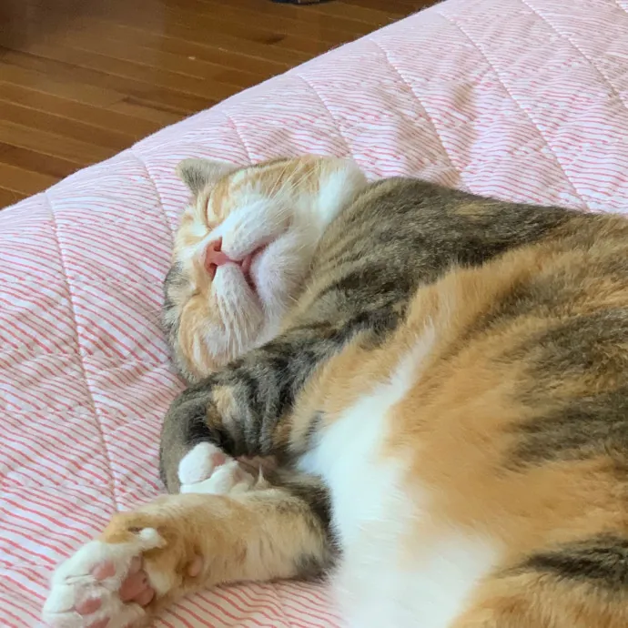 Grace's Purrfect Catsitting