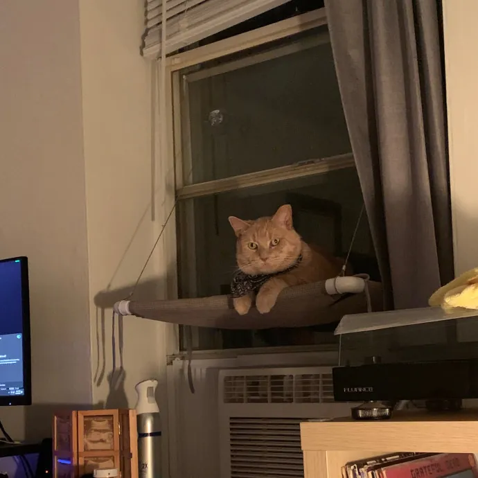 Grace's Purrfect Catsitting