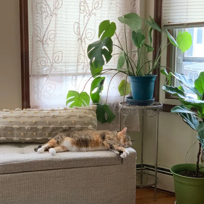 Grace's Purrfect Catsitting