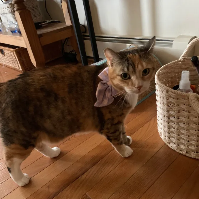 Grace's Purrfect Catsitting