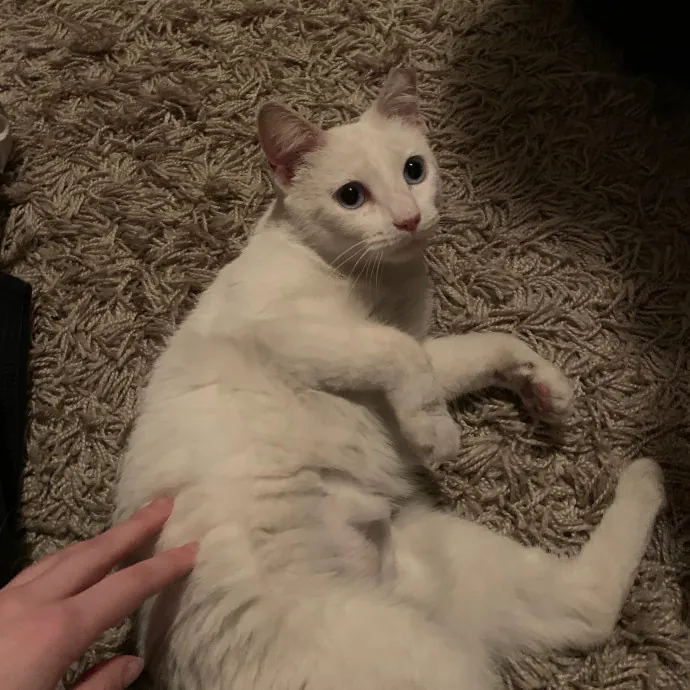 Grace's Purrfect Catsitting