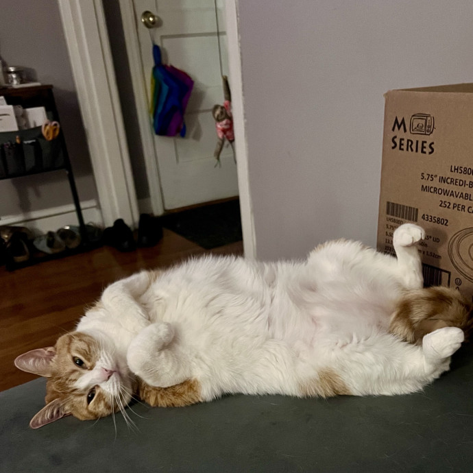 Meow Means Bring Me Some Snacks
