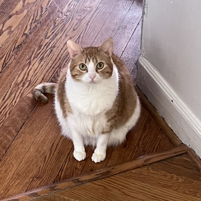 Meow Means Bring Me Some Snacks