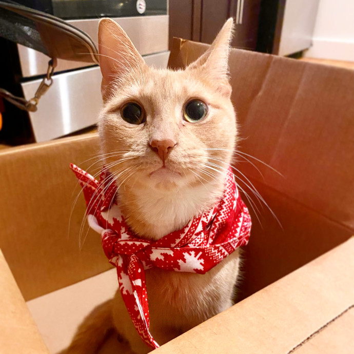 Meow Means Bring Me Some Snacks