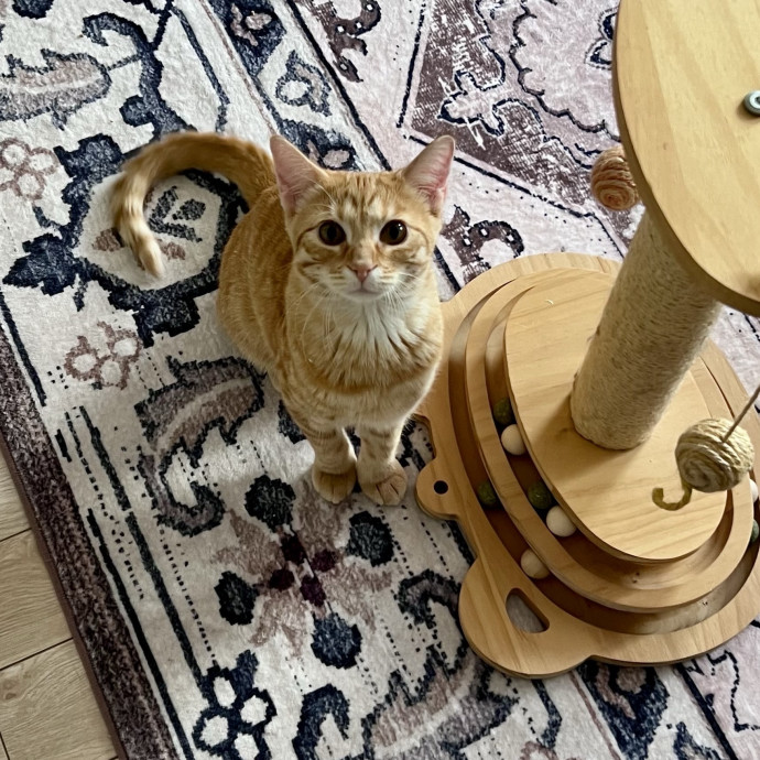 Meow Means Bring Me Some Snacks photo 3