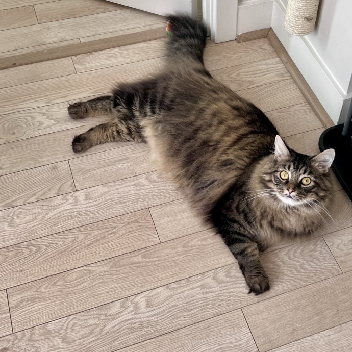 Meow Means Bring Me Some Snacks photo 2