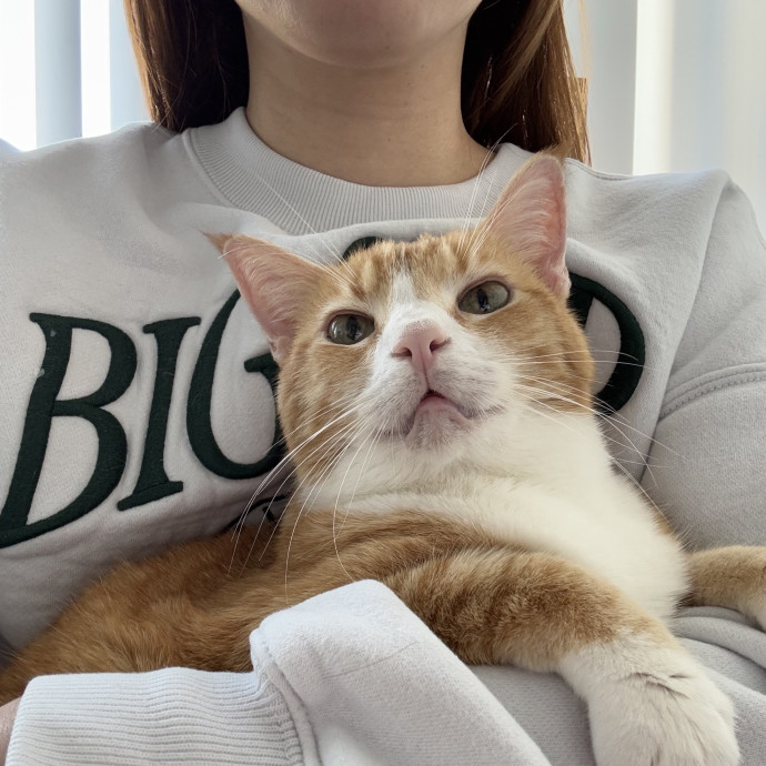 Trusted South Bay Cat Lover  Caregiver