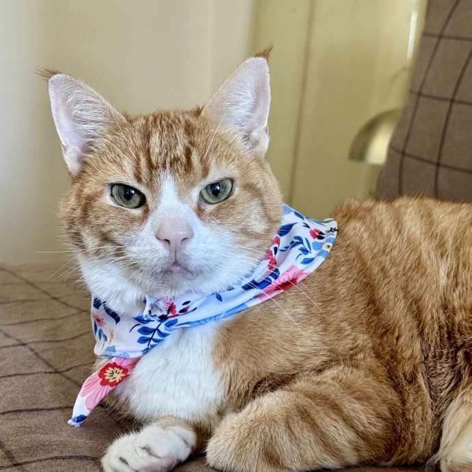 Trusted South Bay Cat Lover  Caregiver photo 2