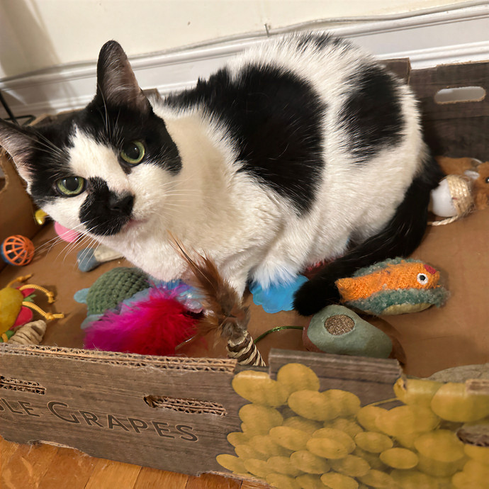 Purrrfect Pet Sitting