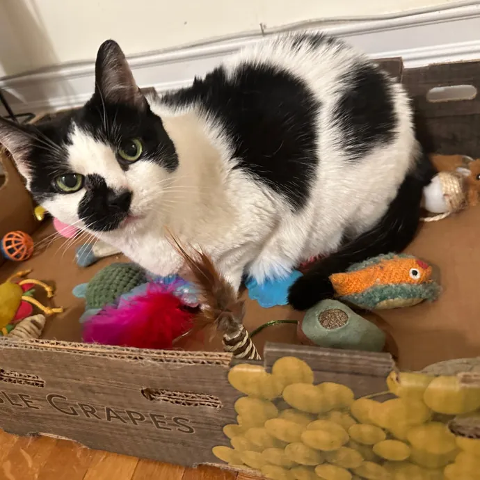Purrrfect Pet Sitting - Brooklyn Ny