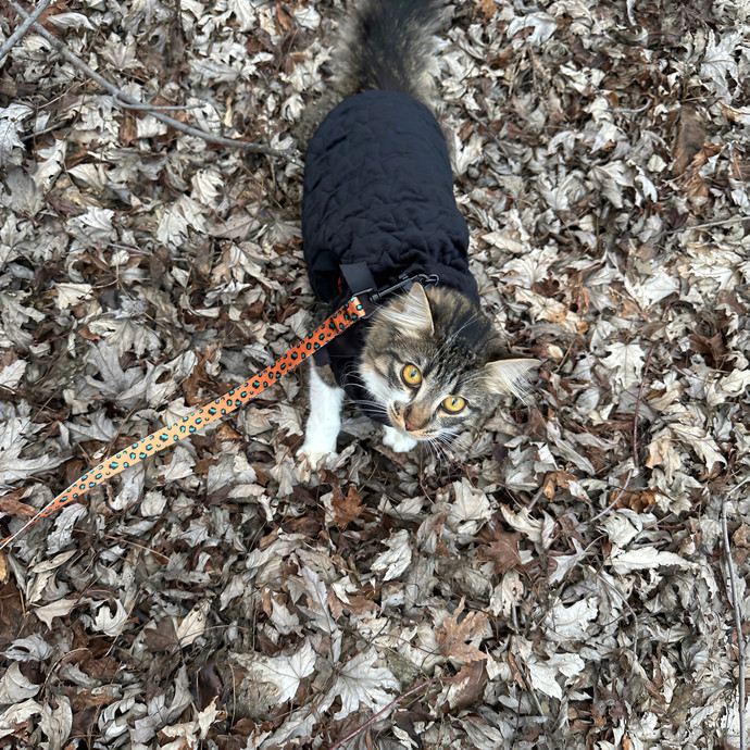 Purrrfect Pet Sitting