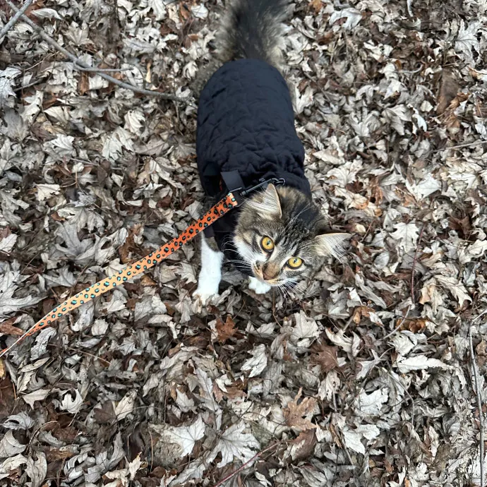 Purrrfect Pet Sitting - Brooklyn Ny