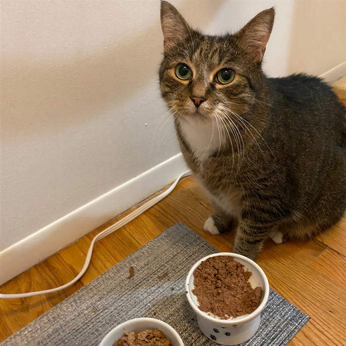 Purrrfect Pet Sitting