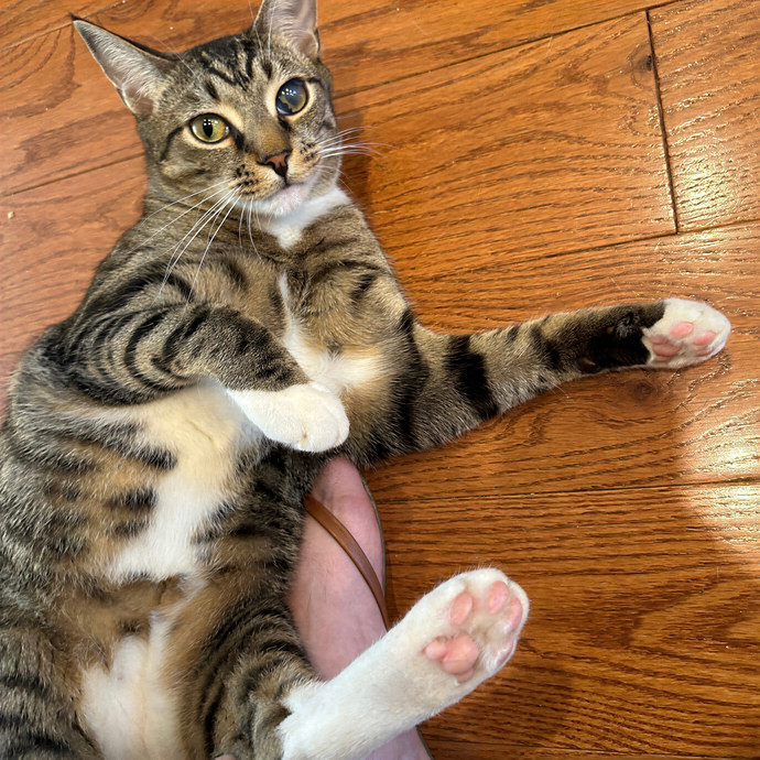 Purrrfect Pet Sitting