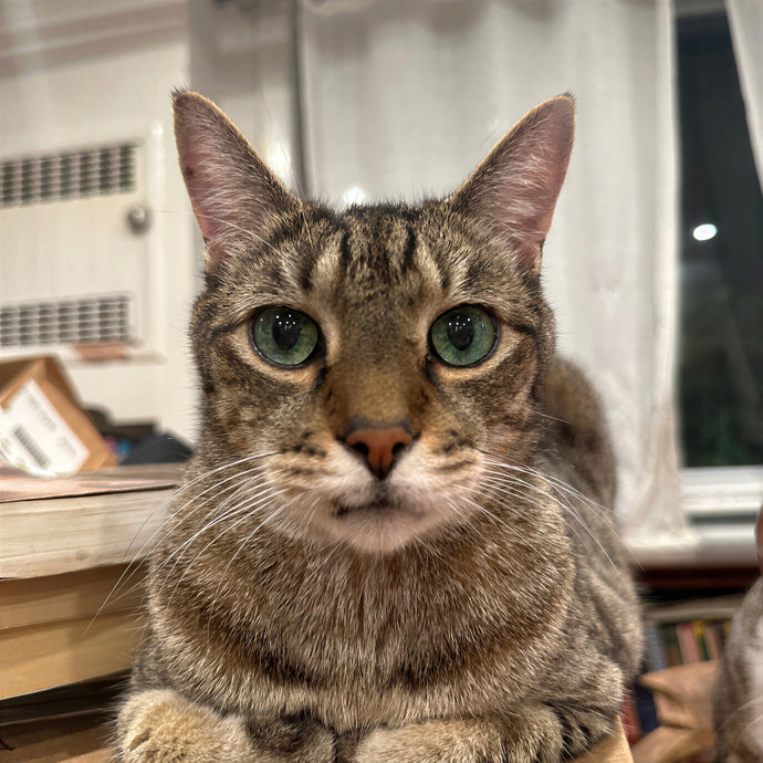 Purrrfect Pet Sitting