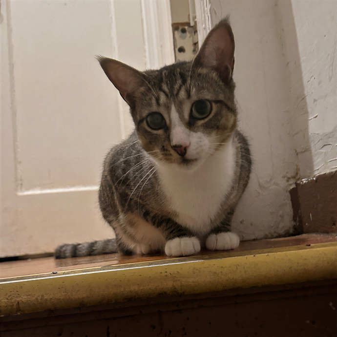 Purrrfect Pet Sitting