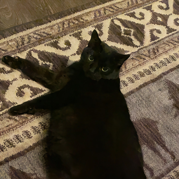 Purrrfect Pet Sitting