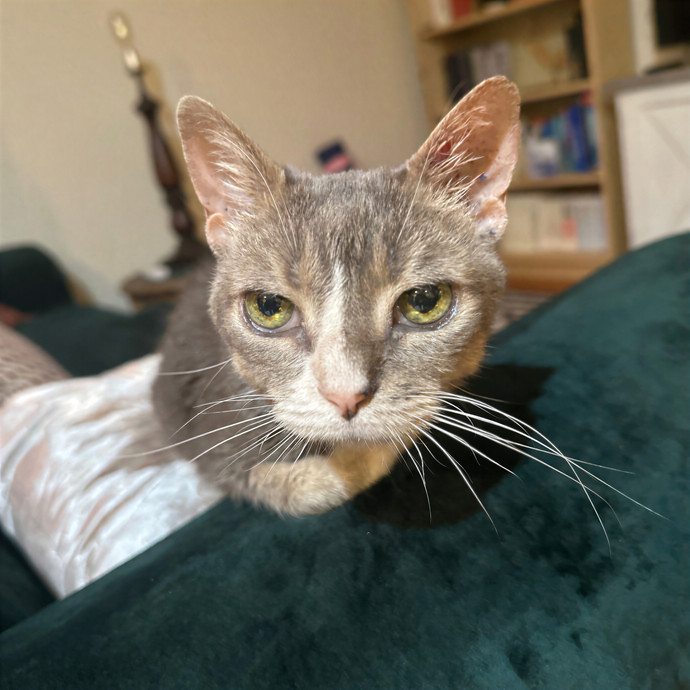 Purrrfect Pet Sitting