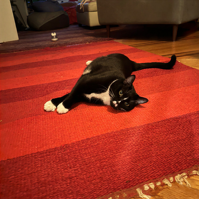 Purrrfect Pet Sitting