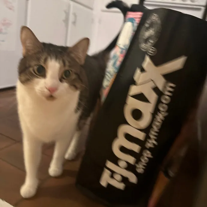 Purrrfect Pet Sitting - Brooklyn Ny