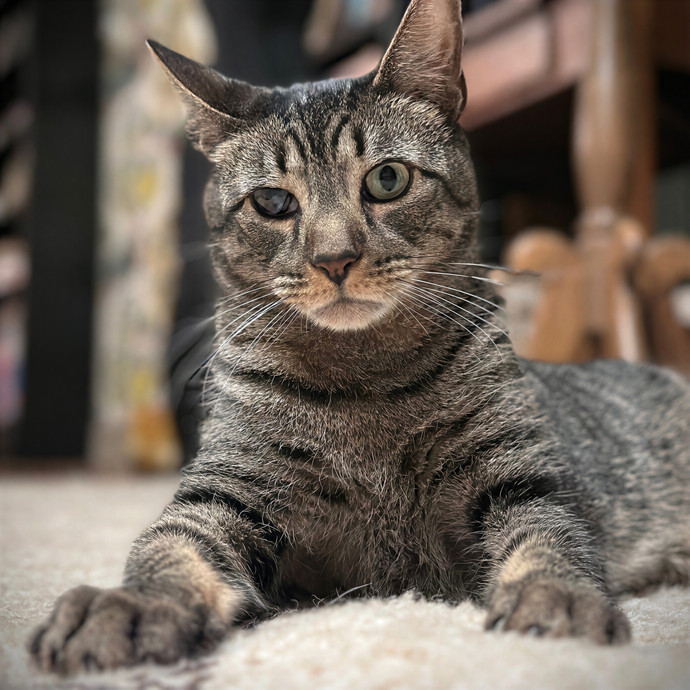 Purrrfect Pet Sitting