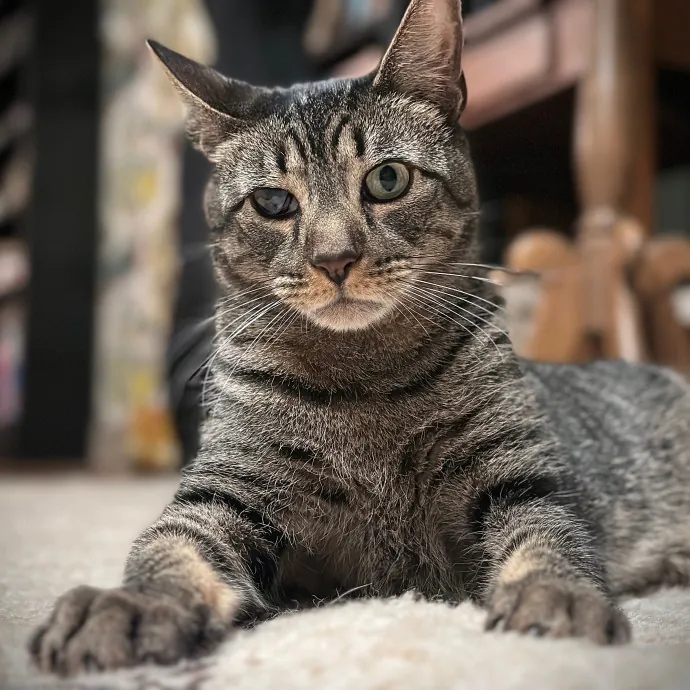 Purrrfect Pet Sitting - Brooklyn Ny