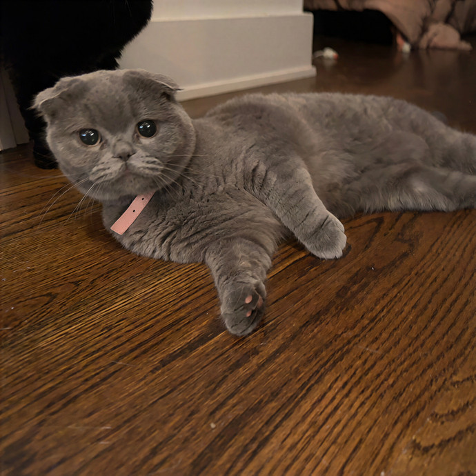 Purrrfect Pet Sitting