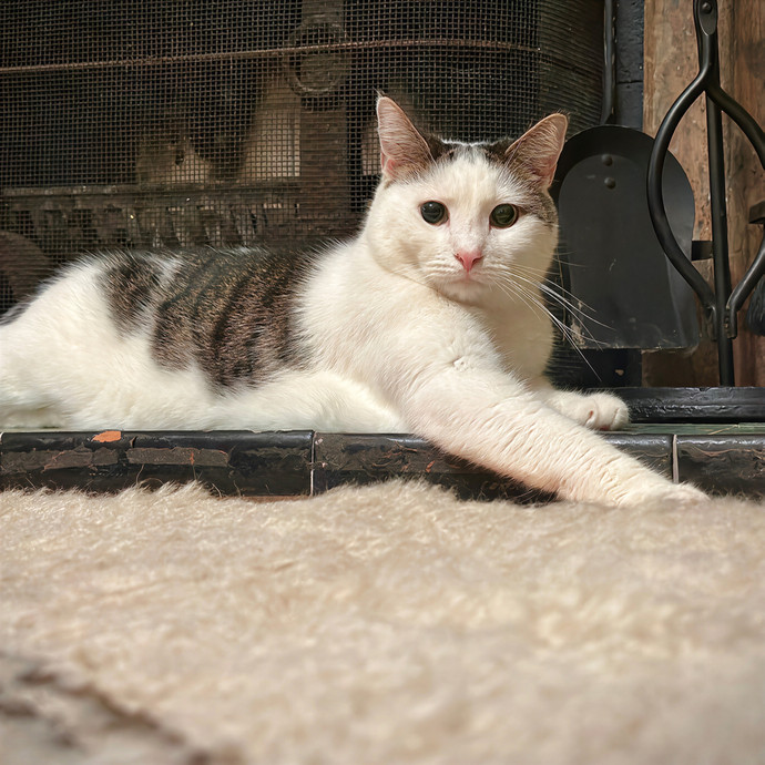 Purrrfect Pet Sitting